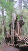 PICTURES/Ho Rainforest -  Big Cedar/t_Big Cedar1.JPG